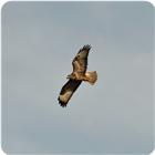 Common buzzard, kestrel and sparrow hawk